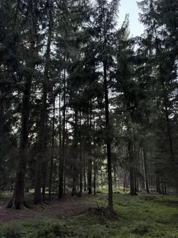 Prodej lesa, Ločenice, 8295 m2