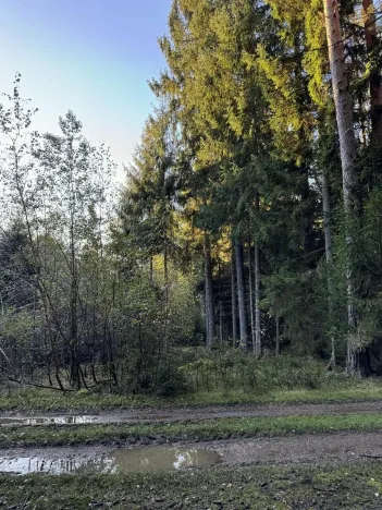 Prodej lesa, Ločenice, 8295 m2