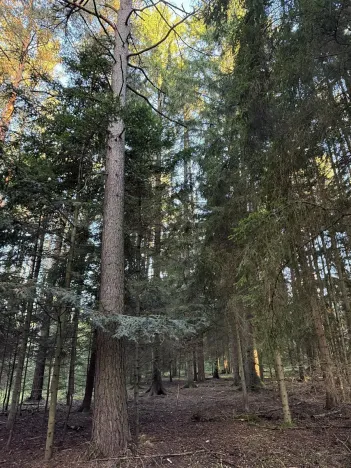 Prodej lesa, Ločenice, 8295 m2