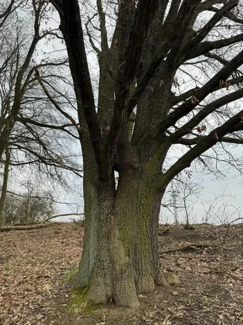 Prodej podílu lesa, Doksy, 2664 m2