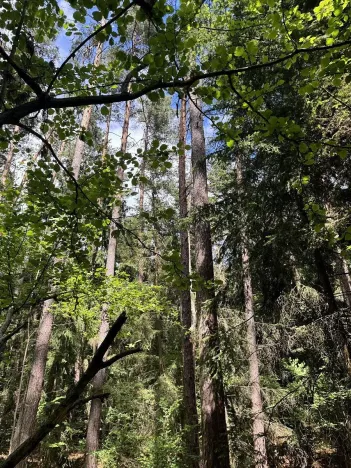 Prodej lesa, Rabí, 8758 m2