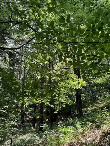 Prodej lesa, Rabí, 8758 m2