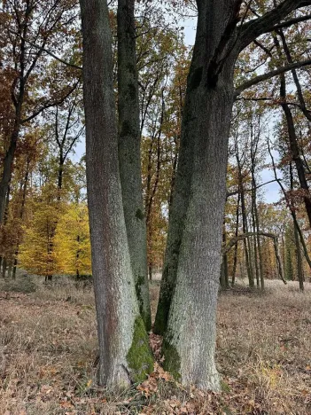 Prodej podílu pozemku, Dolní Lukavice, 43384 m2