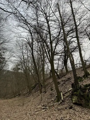 Prodej podílu lesa, Luka, 3584 m2