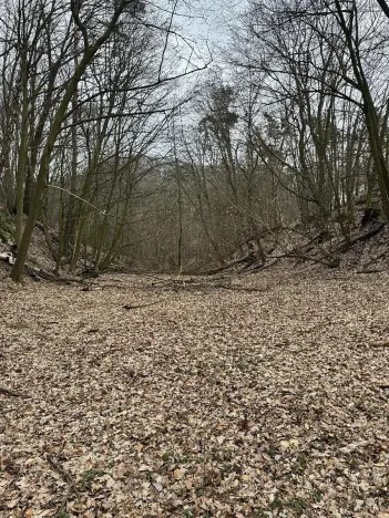 Prodej podílu lesa, Luka, 3584 m2