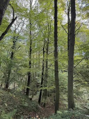 Prodej lesa, Bohumín, 12496 m2