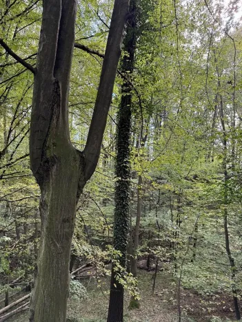 Prodej lesa, Bohumín, 12496 m2