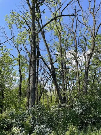 Prodej lesa, Čermná, 4219 m2