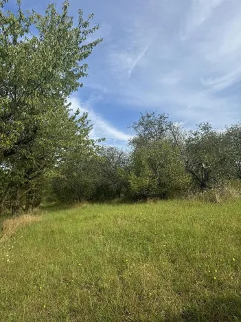 Prodej lesa, Loučky, 4938 m2