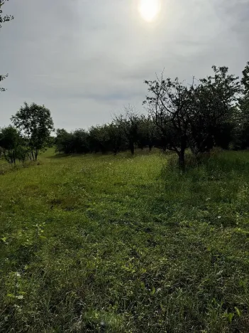 Prodej lesa, Loučky, 4938 m2