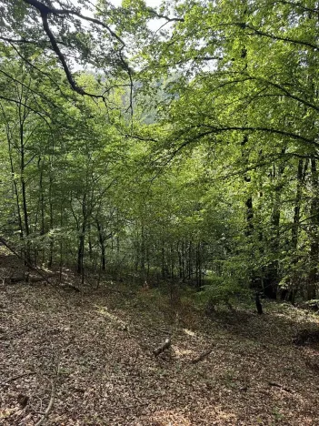 Prodej lesa, Loučky, 4938 m2