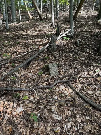 Prodej lesa, Loučky, 4938 m2