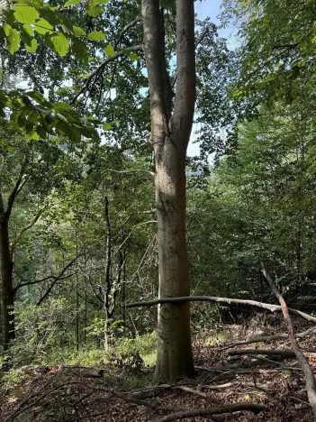 Prodej lesa, Loučky, 4938 m2