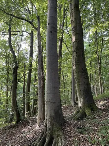 Prodej pozemku, Útěchov, 50152 m2