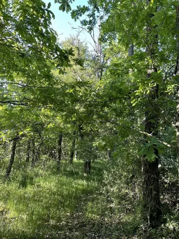 Prodej lesa, Oplot, 1697 m2