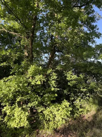 Prodej lesa, Oplot, 1697 m2