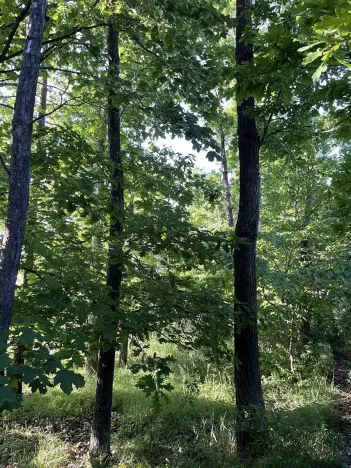 Prodej lesa, Oplot, 1697 m2