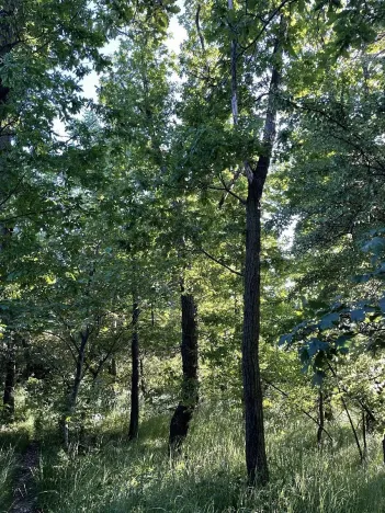 Prodej lesa, Oplot, 1697 m2