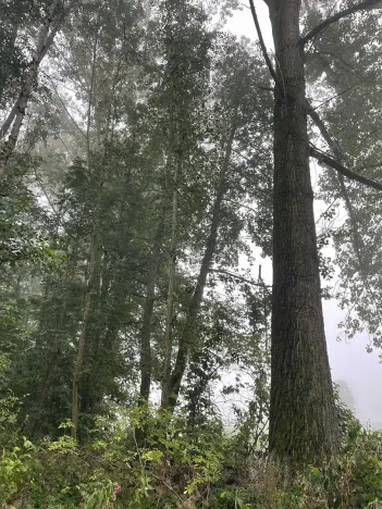 Prodej podílu lesa, Dobruška, 986 m2