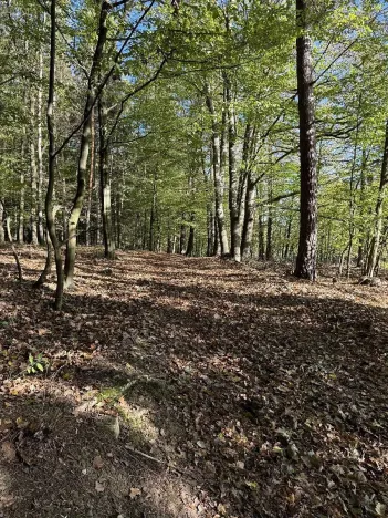 Prodej lesa, Zvole, 1730 m2