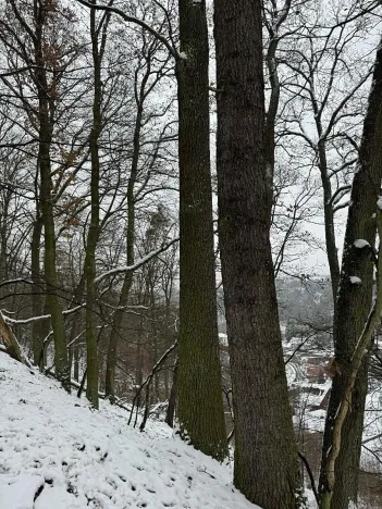 Prodej podílu lesa, Vysoká, 2782 m2