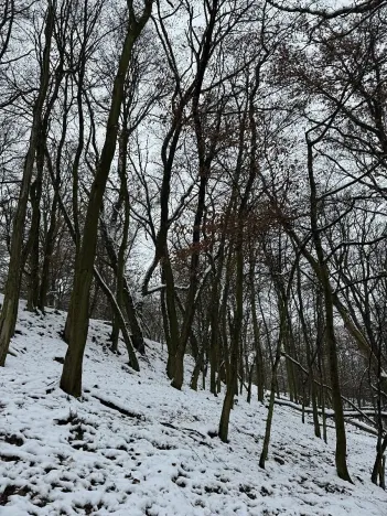 Prodej podílu lesa, Vysoká, 2782 m2