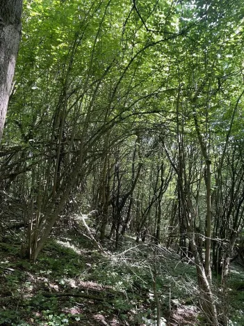 Prodej lesa, Valašská Polanka, 2906 m2