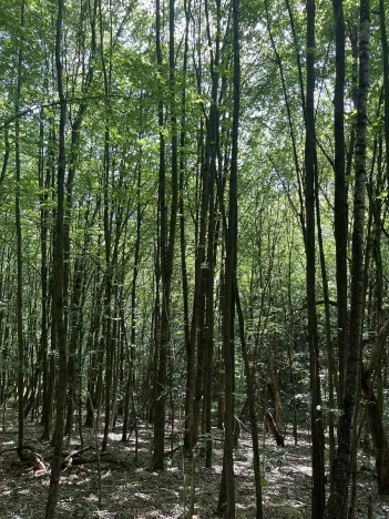 Prodej lesa, Valašská Polanka, 2906 m2