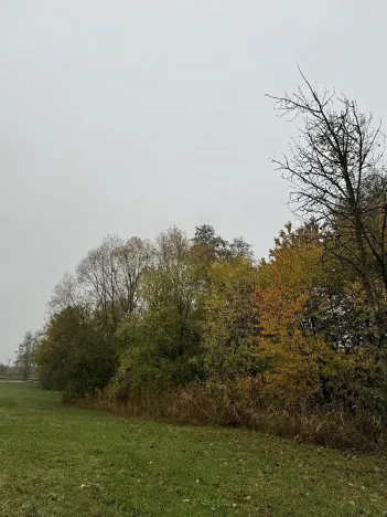 Prodej lesa, Blíževedly, 13318 m2