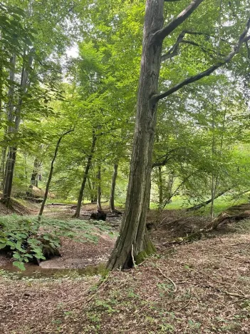 Prodej lesa, Český Těšín, 5193 m2