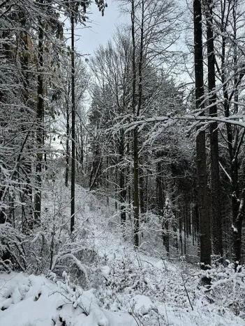 Prodej podílu lesa, Líšný, 1047 m2