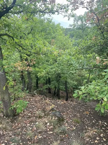 Prodej lesa, Bílina, 7458 m2