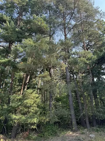 Prodej podílu pozemku, Hradiště, 3093 m2