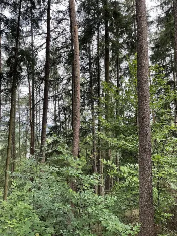 Prodej pozemku, Bohdíkov, 14508 m2