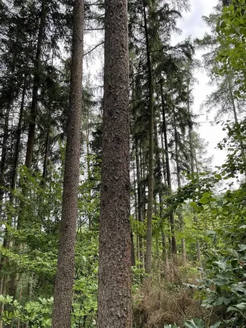 Prodej pozemku, Bohdíkov, 14508 m2