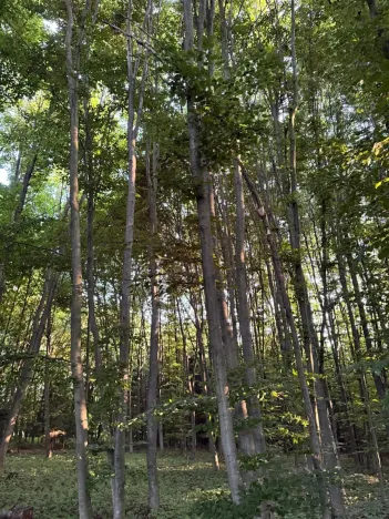 Prodej lesa, Vlašim, 3990 m2