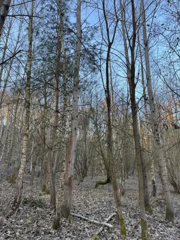 Prodej lesa, Mělnické Vtelno, 14454 m2