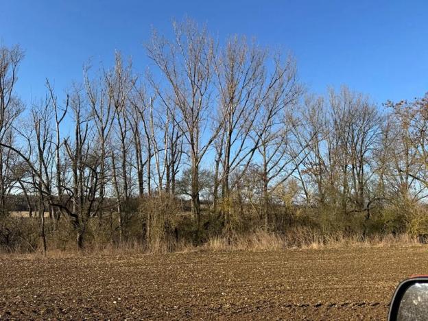 Prodej lesa, Mělnické Vtelno, 14454 m2