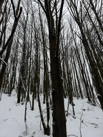 Prodej lesa, Starý Jičín, 12582 m2