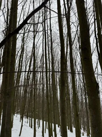 Prodej lesa, Starý Jičín, 12582 m2