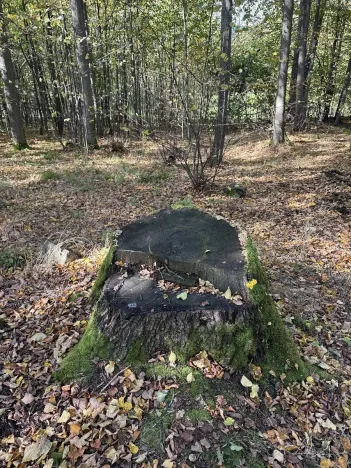 Prodej podílu lesa, Žulová, 7174 m2