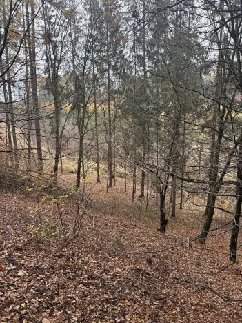 Prodej lesa, Luká, 8606 m2