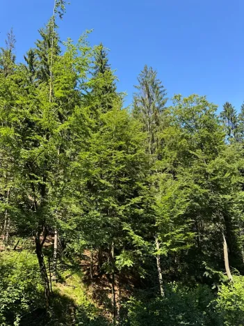 Prodej lesa, Krásná, 3677 m2