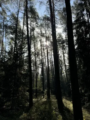 Prodej lesa, Hromnice, 12972 m2