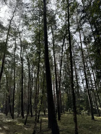 Prodej lesa, Hromnice, 12972 m2