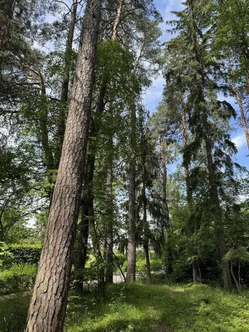 Prodej lesa, Úpice, 7765 m2