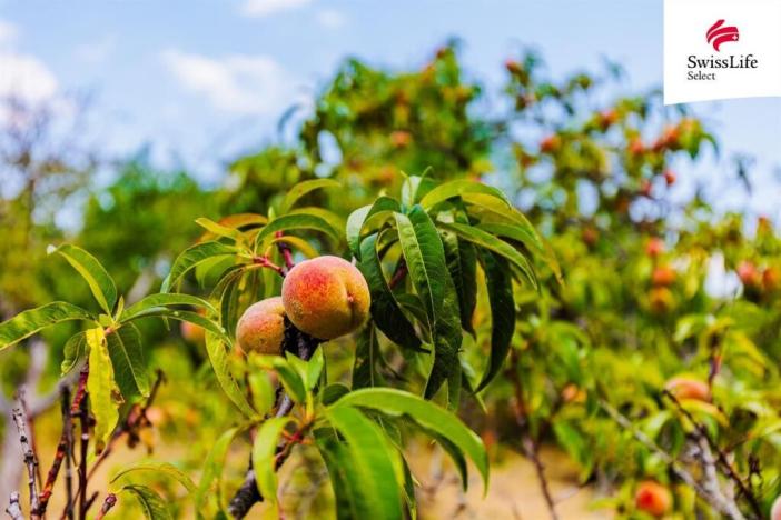 Prodej zahrady, Znojmo, 1587 m2
