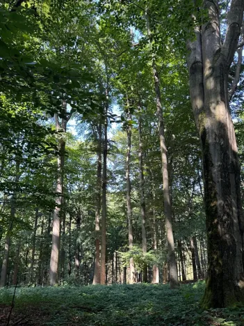 Prodej podílu lesa, Liberk, 5585 m2