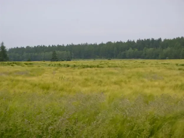 Dražba pole, Nové Strašecí, 11932 m2