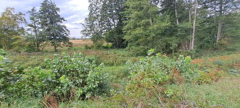 Prodej zahrady, Borek, 3737 m2